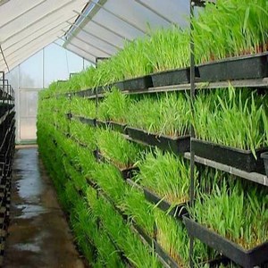 [Hot Item] Animal Barley Sprouted Barley Fodder Hydroponic Fodder Gutter Growing System