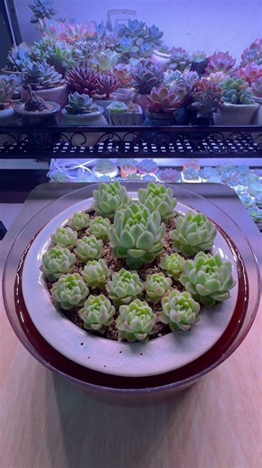 How to Water Succulents Without Wetting the Leaves 💦🌵