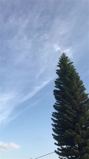 Best Bakkie Encounter: A Unique Experience