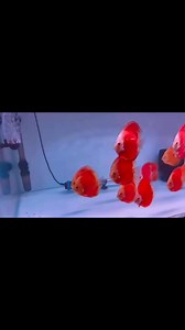 #discusninja #discusworldwide #discusworld #discusmalaysia #discusaddict #discustank #discusfish #aquariumofinstagram #aquariumlife🐠🐟 #fishcommunity #fishhobbyists #discuskeeping #discusmumbai | Molo Discus