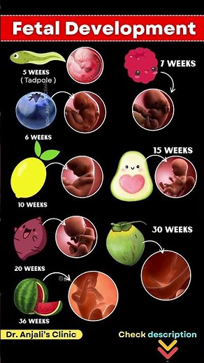 How a Baby Grows in the Womb 🤰 | Fetal Development Week by Week