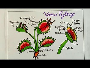 How to draw Venus flytrap easy for kids- Carnivorous/Insectivourous plant@Kanashvi Art