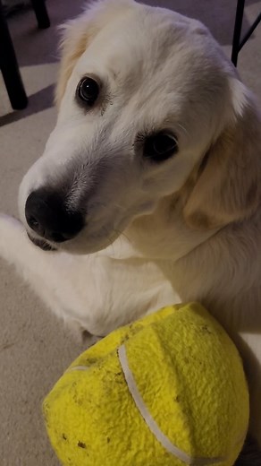 Playing with the yellow ball | Basil Bas