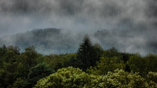 Rain, Forest, Raining. Free Stock Video