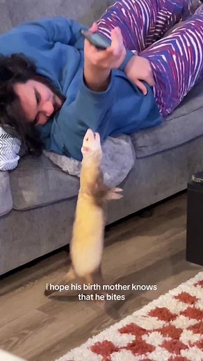 Giving Away a Free Ferret - Adopt Today!