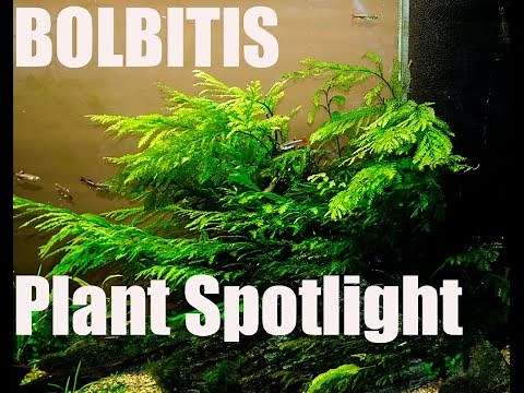 African Water Fern-BIG and Beautiful!