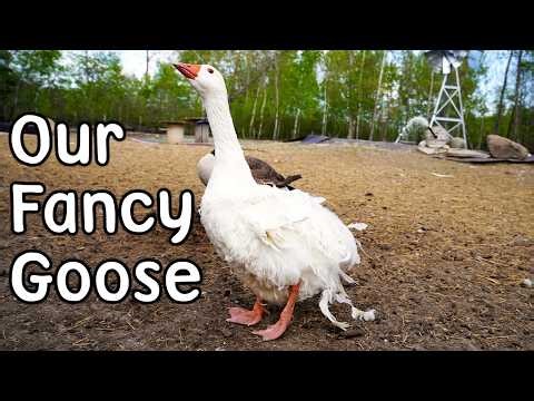 Sabastian the Sebastopol & Our Annual Seed Swap! ❄️🌱