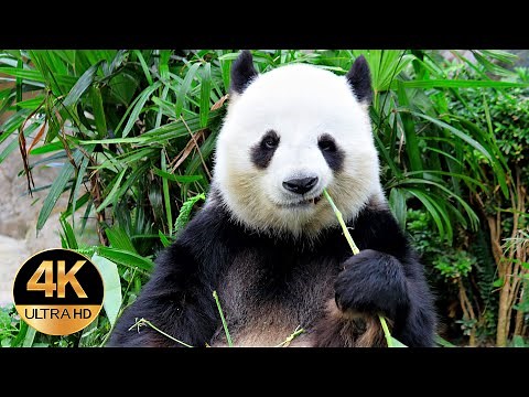 Zwierzeta Azji. Głosy i dźwięki. 4K Ultra HD