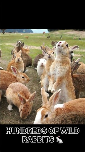 This Island Is FULL of Rabbits 🐰😳#Japan #RabbitIsland #AmazingPlaces #TravelFacts #onedaycloser