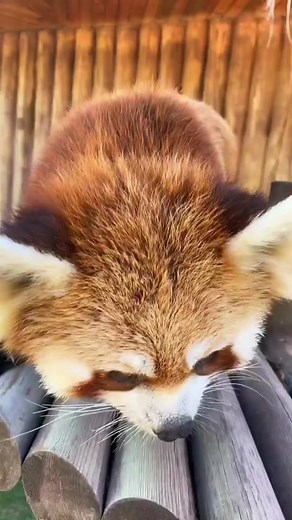 Excuse me, is this fruit delicious?#fy #fyp #trending #cute #redpanda #Begonia