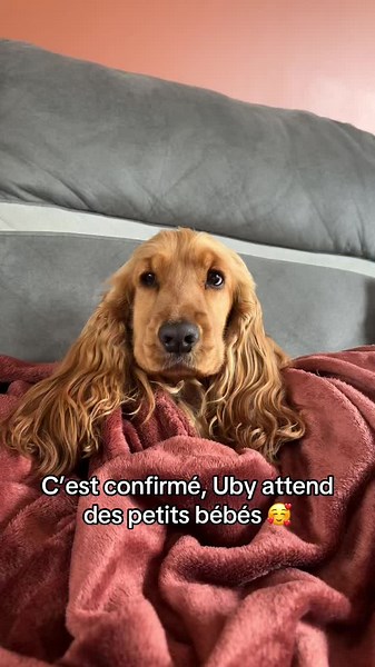 On a tellement hâte ❤️ #elevagefamilial #cockerspaniel #pourtoi