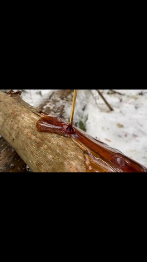歷 We left MAPLE SYRUP in the woods to see what would happen- we placed a trail camera over it and here are the results! 力 Watch along to see what animals stop by to check out the maple syrup! #nature #wildlife #animals #outdoors #deer #maplesyrup #syrup #trailcamera | Tails and Scales | Facebook