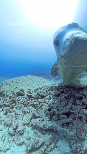 Curious, playful, and completely unique to these islands — meet the Hawaiian monk seal🦭💙 This endangered species is one of only two remaining monk seal species in the world, and fewer than 1,600 are left. Their curiosity often leads them to investigate new things (like our camera 😅), but remember — they’re protected by law and need plenty of space to thrive. - - - #SeasportDivers #ScubaDiving #Kauai #Hawaii #ExploreMore #HawaiianMonkSeal #MarineLife #Conservation #OceanEducation #insta360 | S
