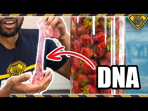 Extracting Pure DNA From 25 Pounds of Strawberries