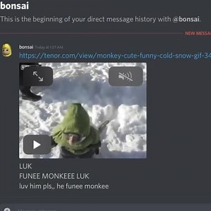 i9bonsai – ‎funee monkee gif