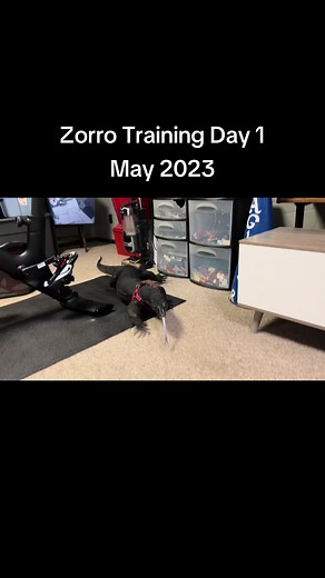 This was the first step in training Zorro to pretty much be dragon papas very own pokemon😂 we will be taking him outside this weekend! Will be posting more of the training process and how we got to the going outside point🔥 #monitorlizard #reptilesoftiktok #godzilla #monster #dragon #reptiledads #watermonitor #komododragon #dinosaur #lizard #asainwatermonitor #reptiles