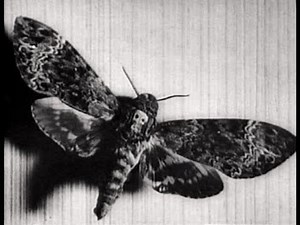 Un Chien Andalou - Luis Buñuel + Salvador Dalí 1929 Ultra HD 4K