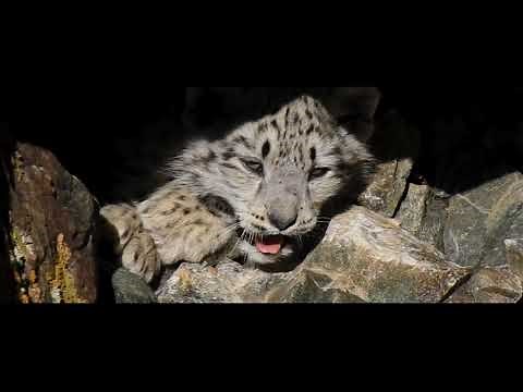 Queen of the Altai Mountains documentary