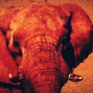 My new track “Queen of the Desert” w 22Bullets is OUT THIS FRIDAY! Dharma Worldwide 🐘🔥 ARE YOU READY?! • • • ¡Mi nueva canción “Queen of the Desert” con 22 Bullets sale ESTE VIERNES! Dharma Worldwide 🐘🔥 ¡¿ESTÁS LISTO?! | Mariana BO