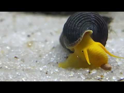 Yellow Rabbit Snail Quick Facts