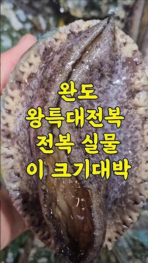 4/26일 완도 왕특대전복 실물 이크기대박 엄청 싱싱합니다 “완도 왕특대 전복 실물… 이 크기 뭐냐🔥 바로 구매 가능합니다”#완도전복 #왕특대전복 #전복횟감 #전복직거래