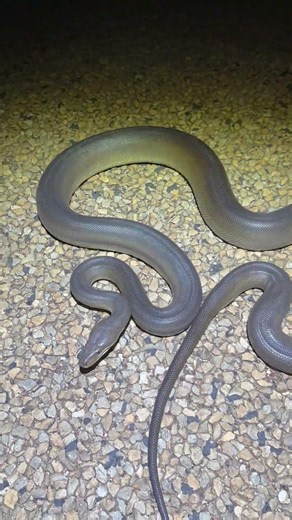Chunky Olive Python crossing the road #australia #shorts