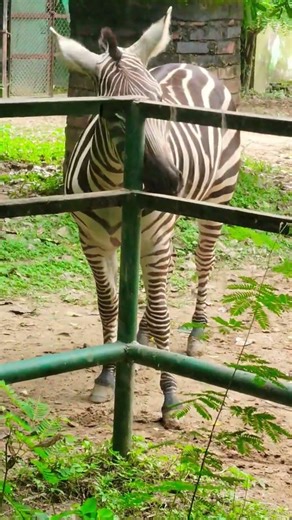 Gif of Nature zebra 2