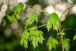 Why Are My Plants Leaves Drooping After Transplant?