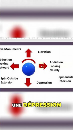Mouvements de l'œil: Le Trajet du Muscle Oblique Supérieur