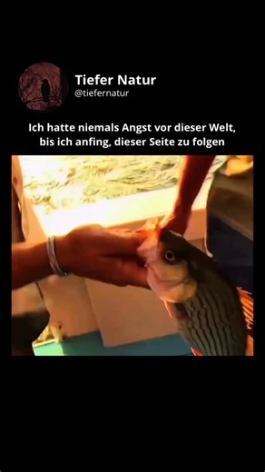 Tiefer Natur | Ein australischer Fischer beschloss, seinen Fang zu filmen — doch stattdessen erlebte er einen Albtraum aus dem Ozean 🌊😱 Direkt aus dem... | Instagram
