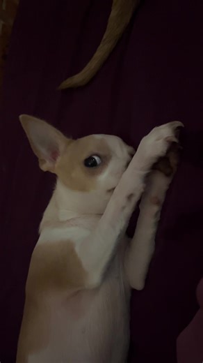 Chantelle Evans (@chantelleevans35)’s videos with ENDLESS TREATS - VOISTA STUDIO