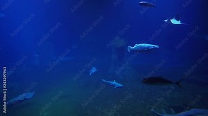 Underwater life in ocean or see showing how sharks stingrays and smaller fish behave themself in natural inviroment. Dark blue water