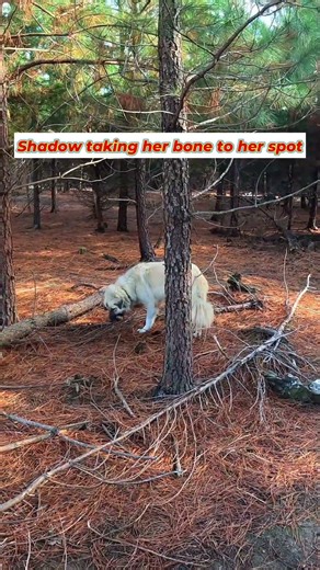 Shadow's Secret Spot: Watch This LGD's Adorable Bone Ritual! 🐾🦴 #FarmDogs #DogShorts