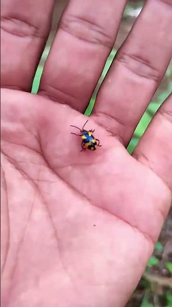 Asian beetles you've never seen #anyuniqueanimals #beetle #insects #beautifulinsects #nature #wil...