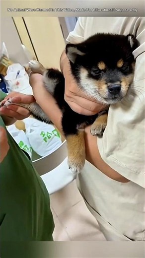 This Dog Nail Clipper Prevents Pain