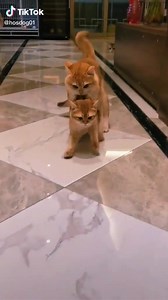 He too big but they're still going | TikToks you need to see