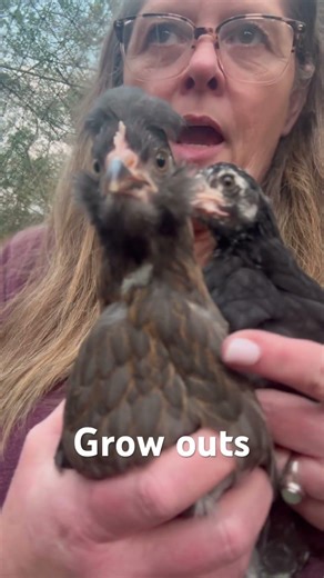 Grow outs for this years flock and project breeding programs