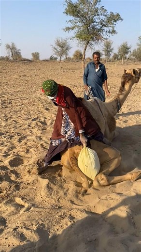 أول رحلة للمرأة على الجمل، لكن تعلقَت أكياس الأمتعة بين ساقيه فتبدّد حماسها