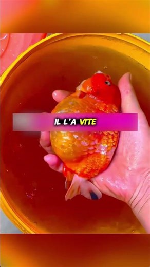 Son poisson rouge était condamné… jusqu’à ce qu’il agisse