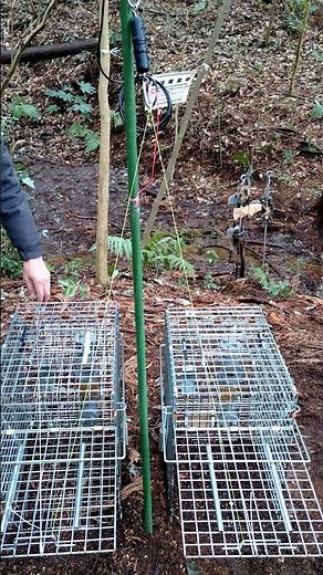 「ワナの番人」（罠センサー）作動デモ｜アライグマ専用箱わな「ラクーンキューブ」設置と動作イメージ