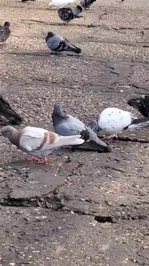 Many pigeons on the street #pigeonslovers #Pigeons #many #findfood #street
