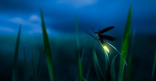 Are Fireflies Poisonous? (And 6 Other Facts About Lightning Bugs)