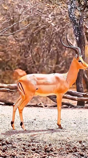 The Most Beautiful Antelope You’ll Ever See 😍🦌#Wildlife #Antelope #Nature #WildAnimals
