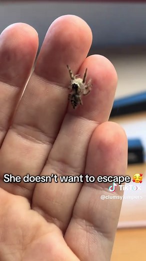 How Jumping Spiders Plan Their Jumps