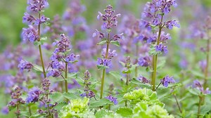 Catmint: An Easy Garden Favorite | Homegrown| NC State University