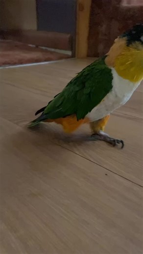 kylabailey1014 (@kylabailey1014)’s videos with Sail - DevilDriver