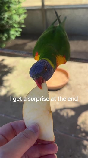 Unforgettable Lorikeet Experience at Canberra Aviary