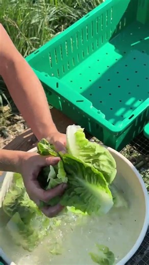 Making lunch with the Market Garden team using ingredients we've just harvested 🥬