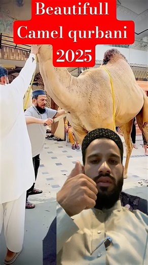 Amazing camel 🐪 qurbani