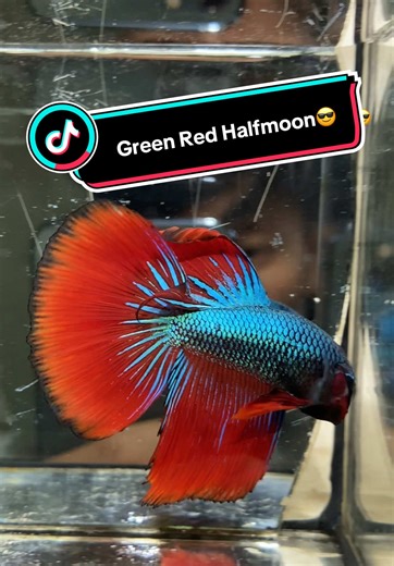 Green Red Halfmoon😎